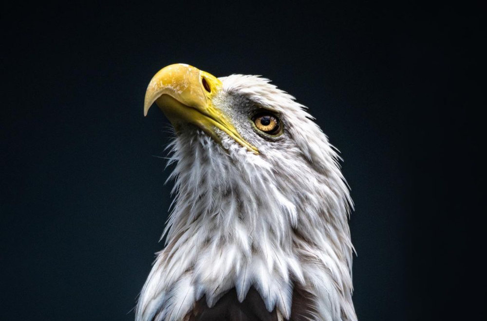 Bald eagle in flight representing a high-volume wildlife photography sequence