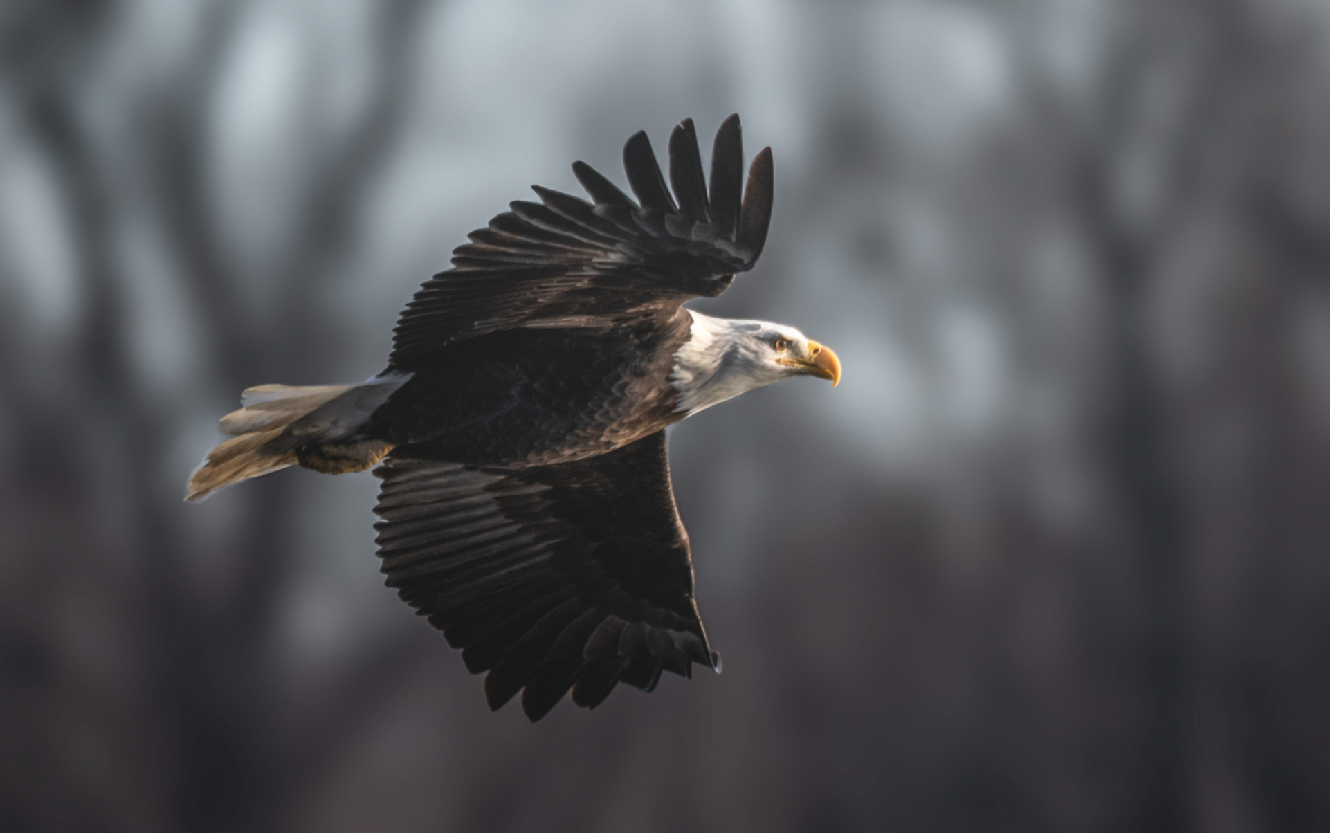 Bald eagle in flight against a soft gray winter background