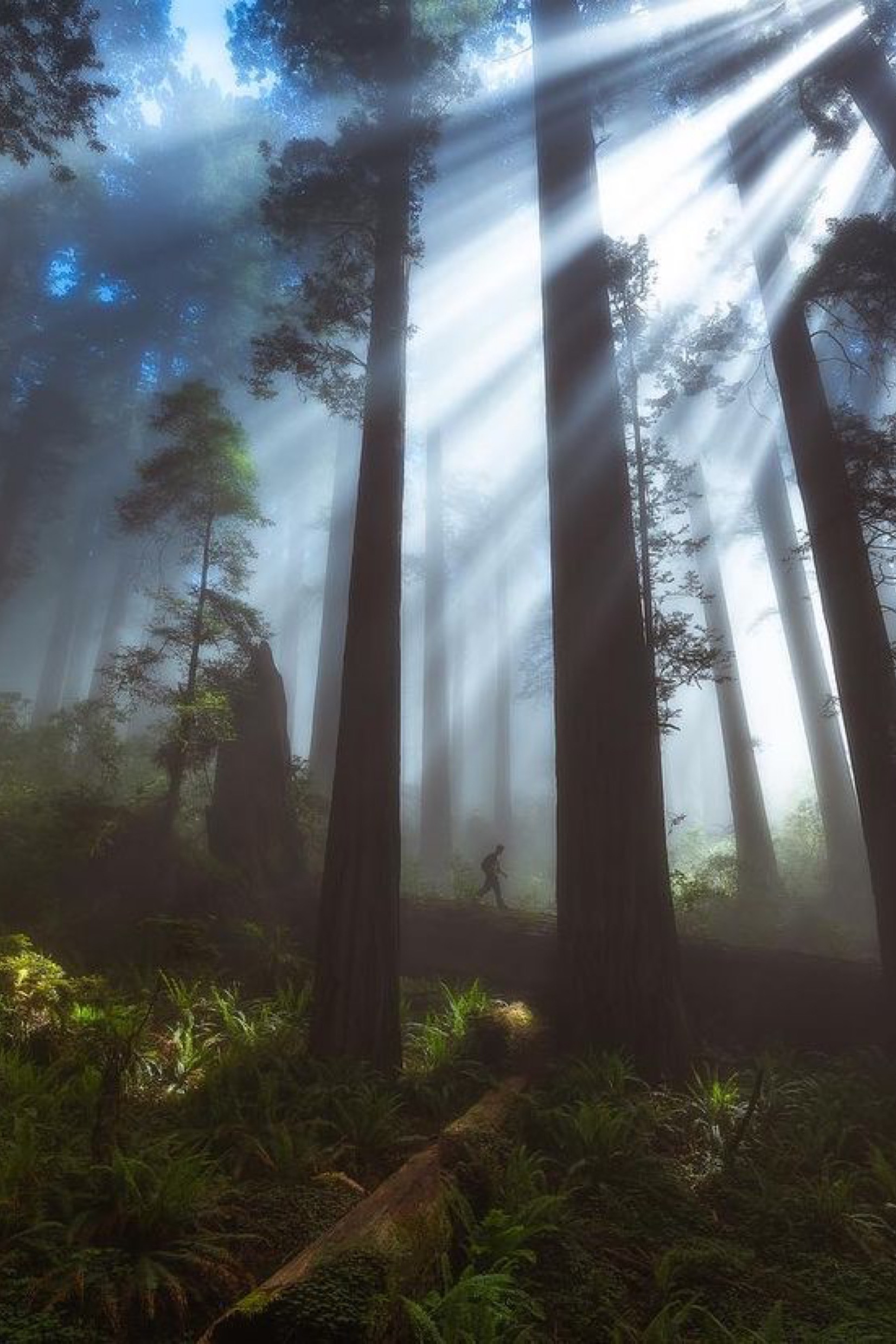 Hiker walking through a foggy redwood forest beneath shafts of light.