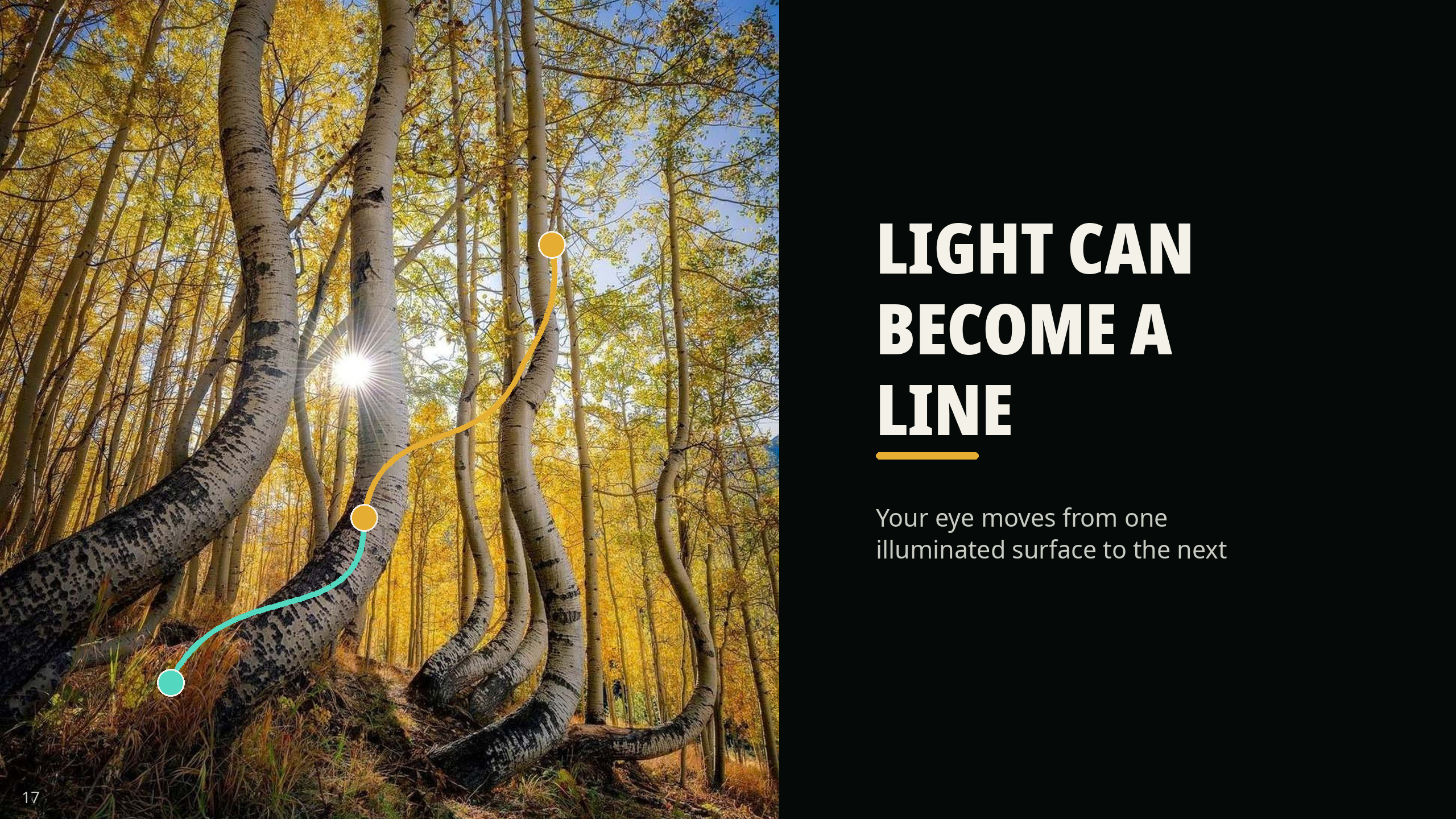 Marked photograph of curved fall aspen trunks with a squiggly line showing light as the visual pathway.