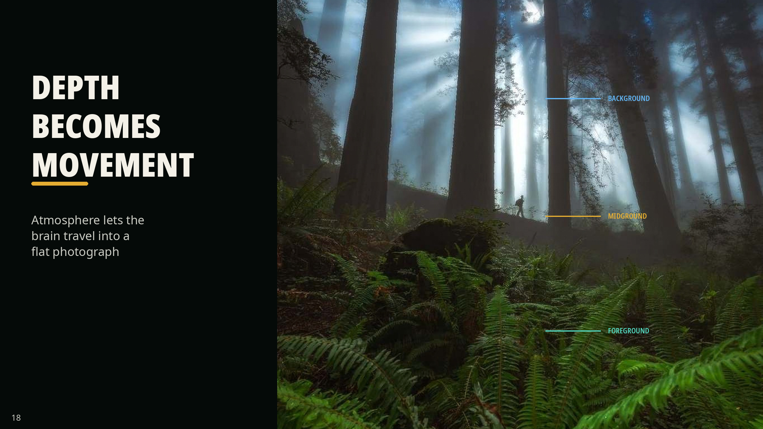 Marked redwood photograph labeled foreground, midground and background to show depth as a visual pathway.